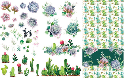 CACTI & SUCCULENTS TRANSFER - BELLES AND WHISTLE